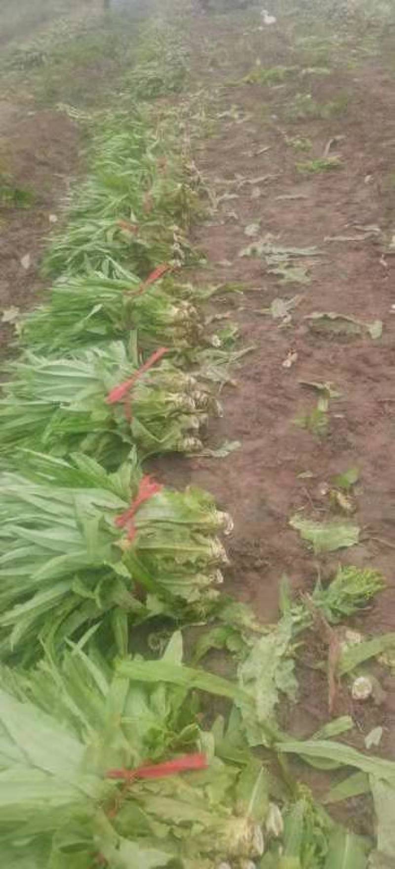 河北蔬菜原产地青皮青肉尖叶圆莴笋以大量上市，正在包地中