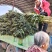 河北蔬菜原产地青皮青肉尖叶圆莴笋以大量上市，正在包地中