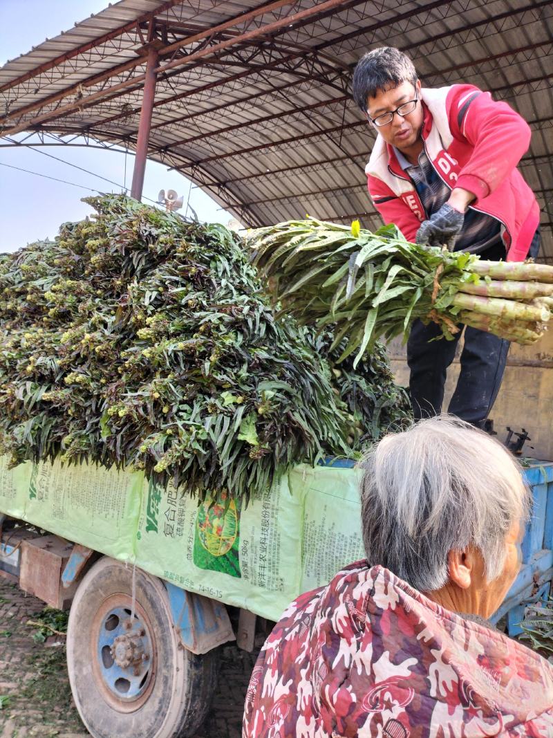 河北蔬菜原产地青皮青肉尖叶圆莴笋以大量上市，正在包地中