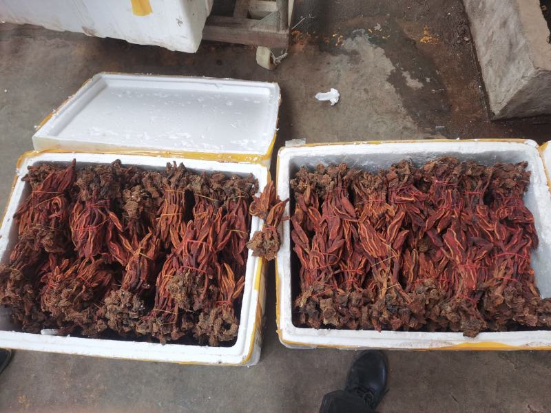 回春草两斤起批量大从优