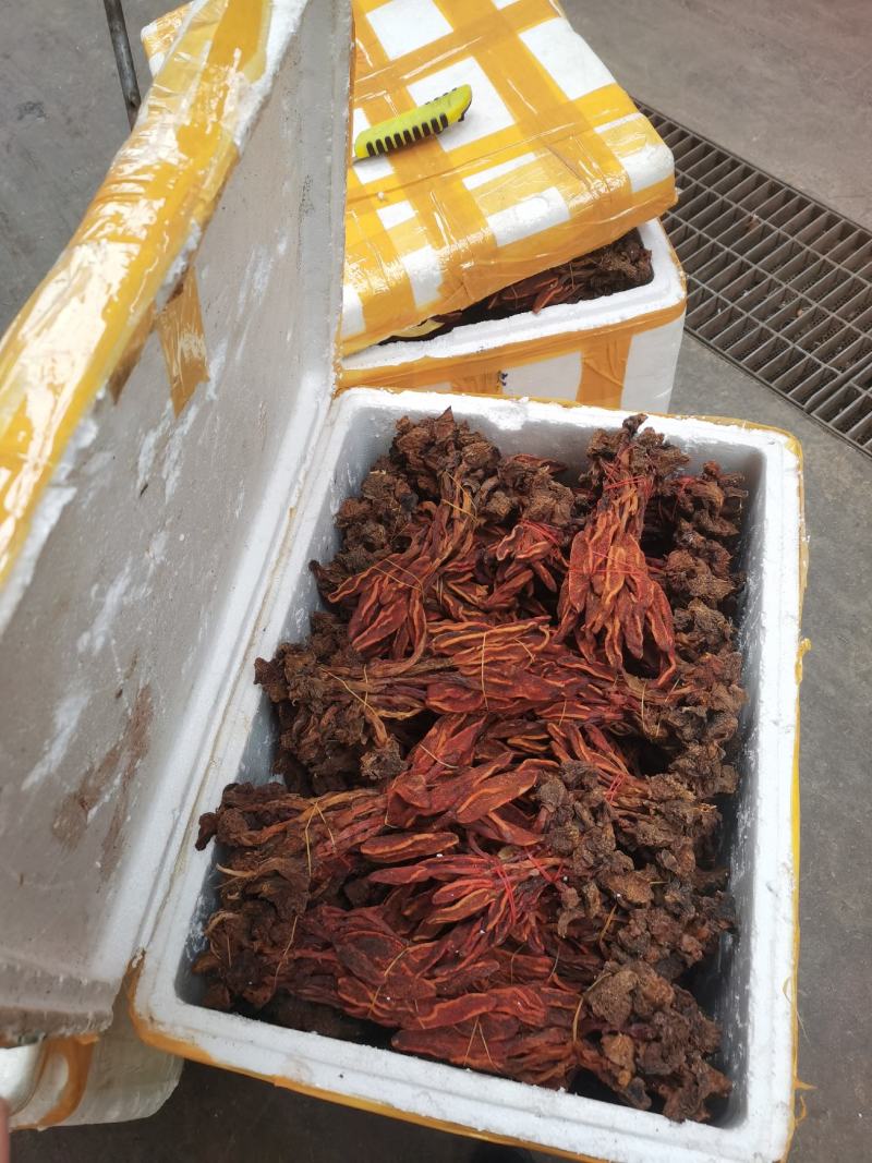 回春草两斤起批量大从优