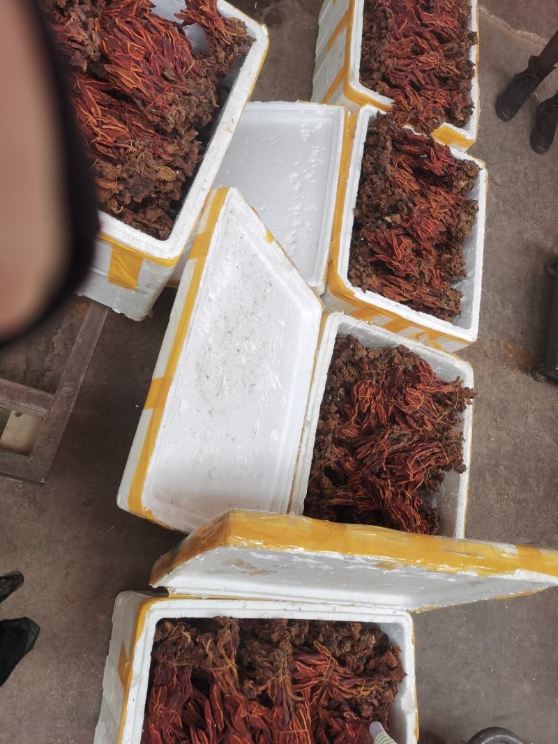 回春草两斤起批量大从优