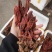 回春草两斤起批量大从优