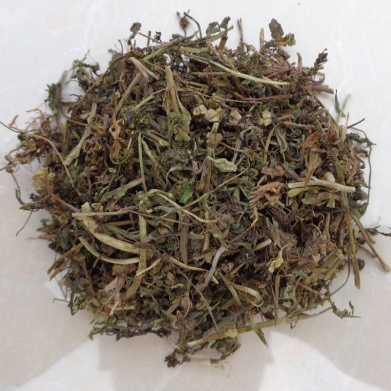 仙桃草仙桃草中药材蟠桃草蚊母草接骨仙桃草八卦仙