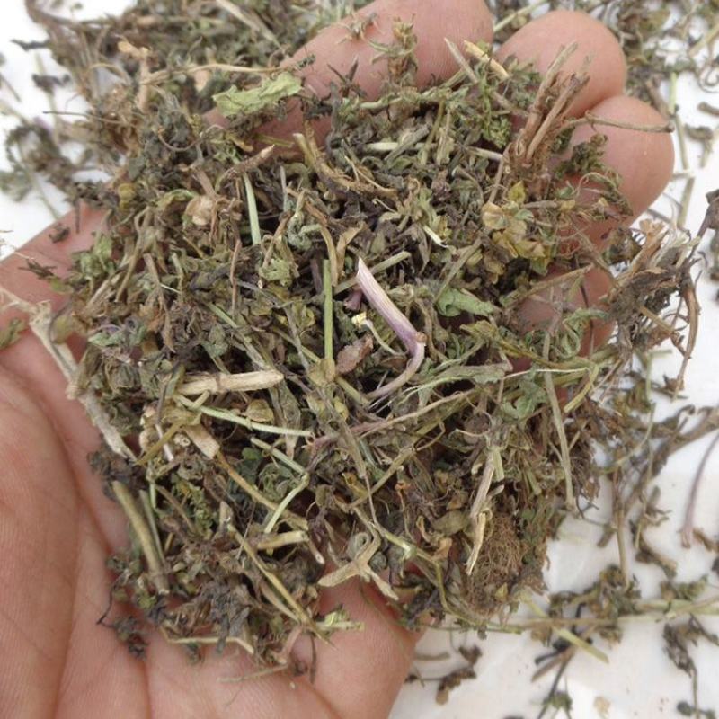 仙桃草仙桃草中药材蟠桃草蚊母草接骨仙桃草八卦仙