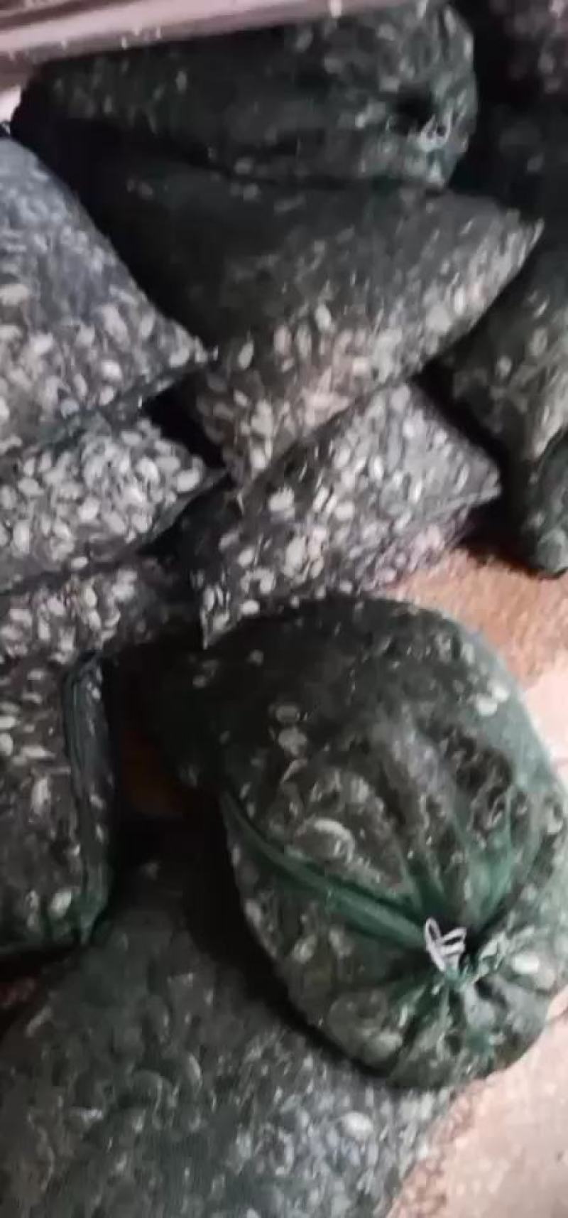 盘锦稻田蟹苗，优质蟹苗！即将上市！保质保量！