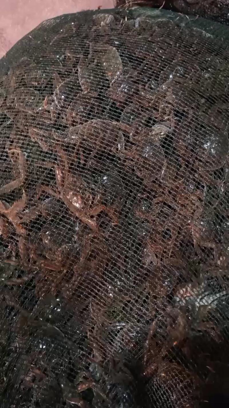 盘锦稻田蟹苗，优质蟹苗！即将上市！保质保量！