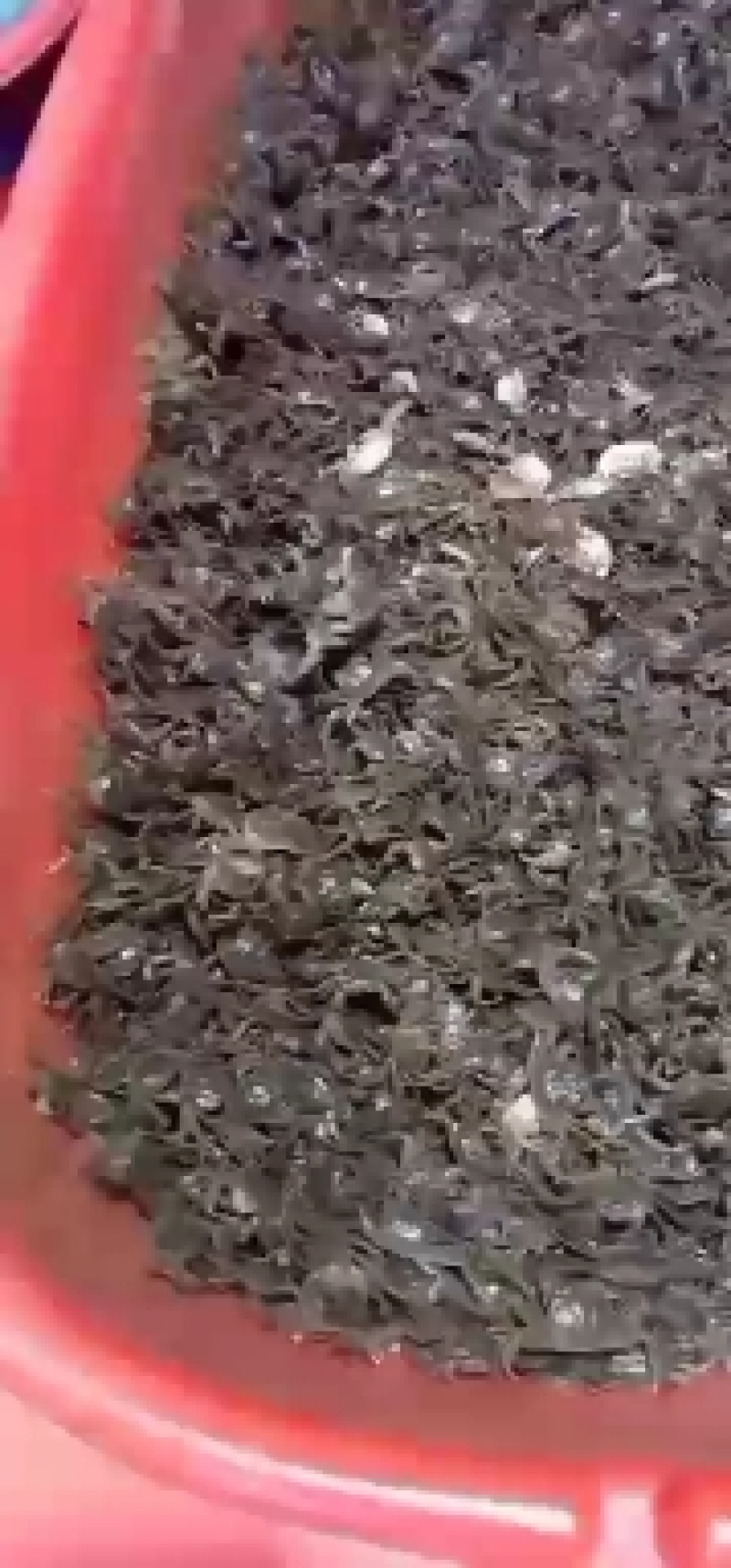 盘锦稻田蟹苗，优质蟹苗！即将上市！保质保量！