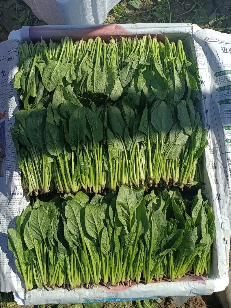 优质小圆叶菠菜，万亩基地直供，质优价廉，做工精细，