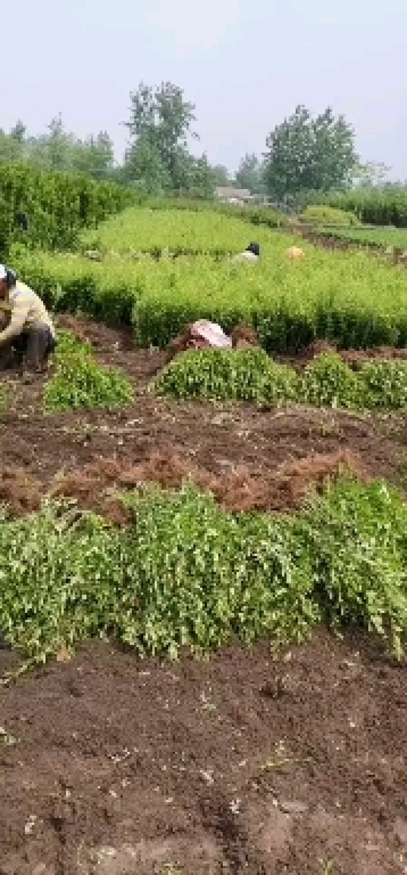 水蜡，抗风沙，抗盐碱地，成活率高，单棵，多分支都有现货