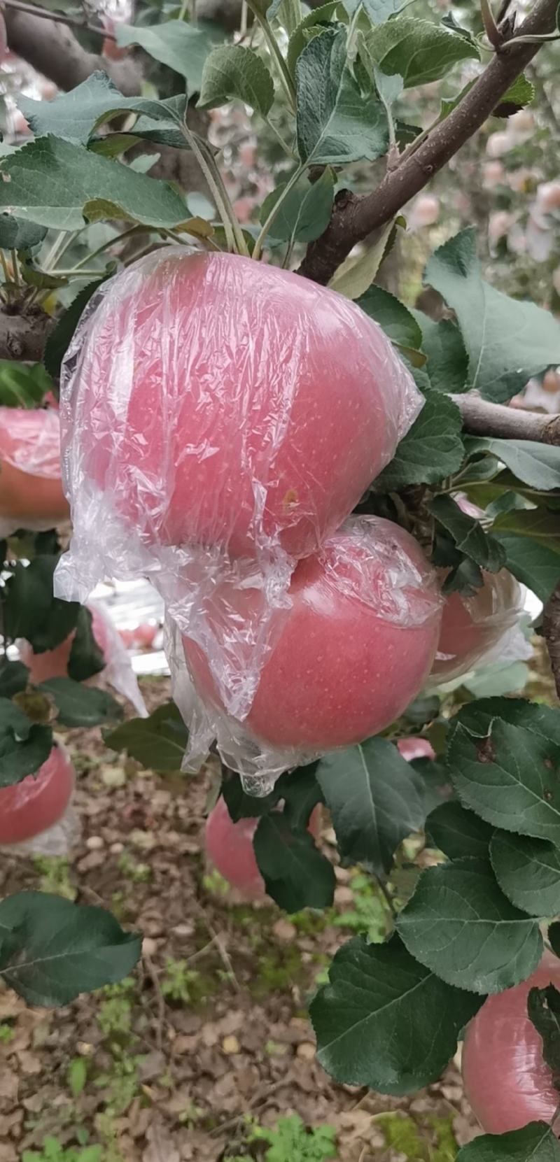 纸加膜红富士苹果，货源充足，口感脆甜爽口，欢迎客户们前来