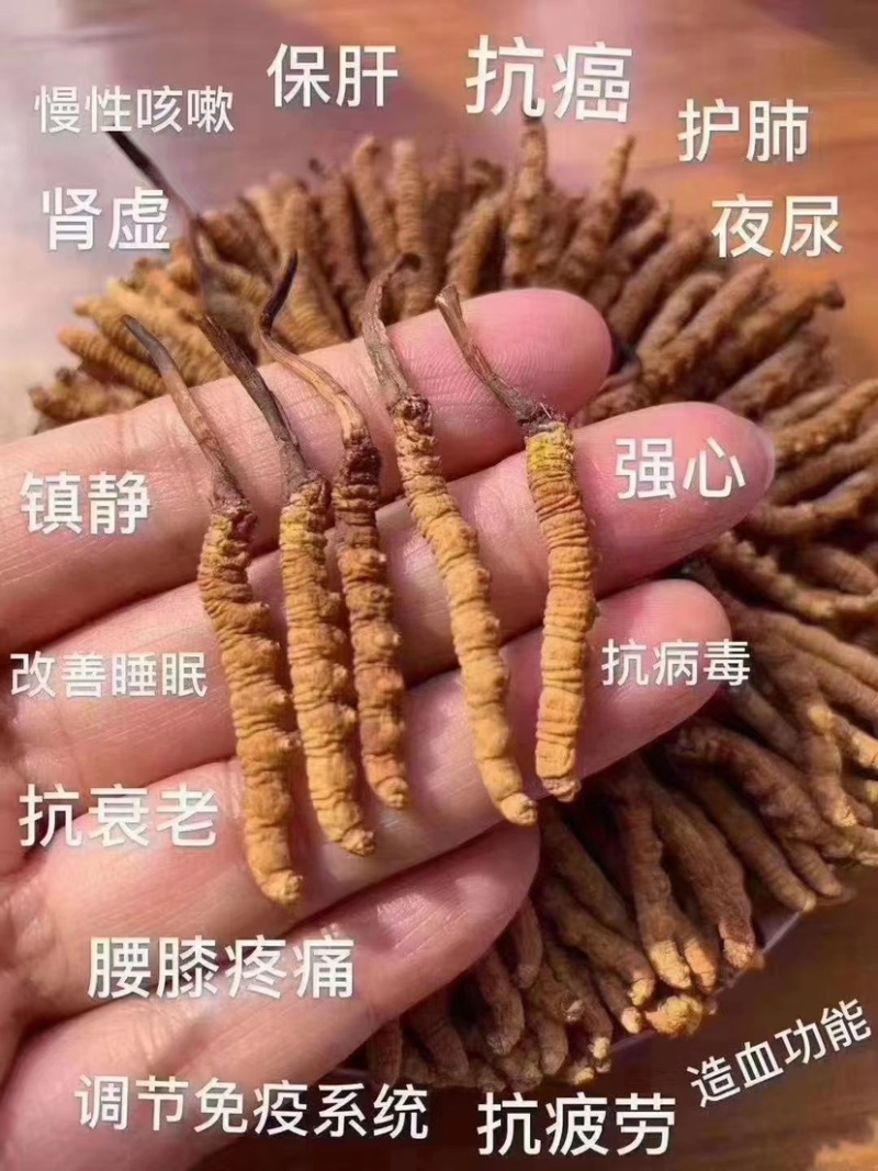 西藏正宗那曲冬虫夏草青海玉树虫草野生冬虫夏草产地批发
