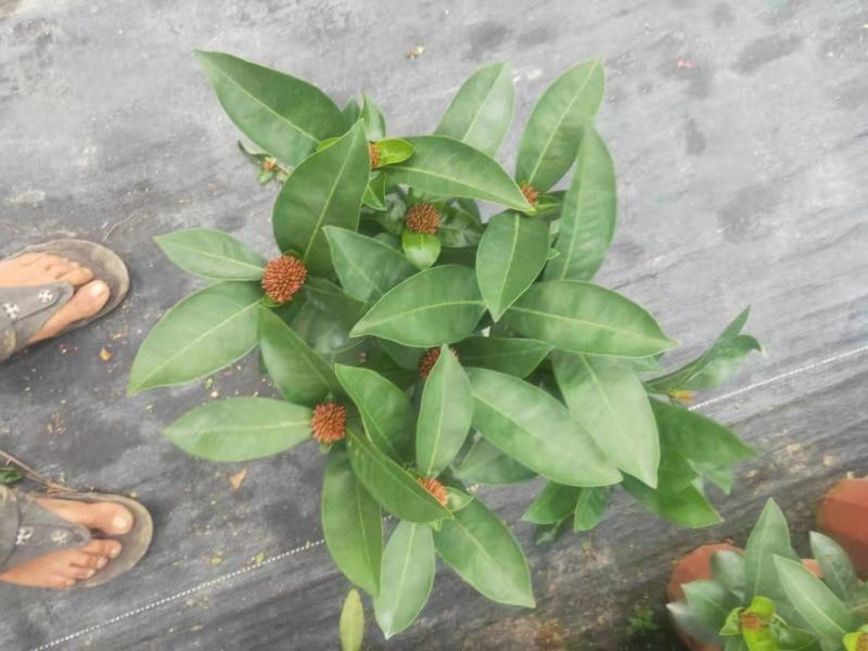 双色龙船花盆栽仙丹花百日红山丹英丹花大叶龙船花