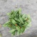 双色龙船花盆栽仙丹花百日红山丹英丹花大叶龙船花