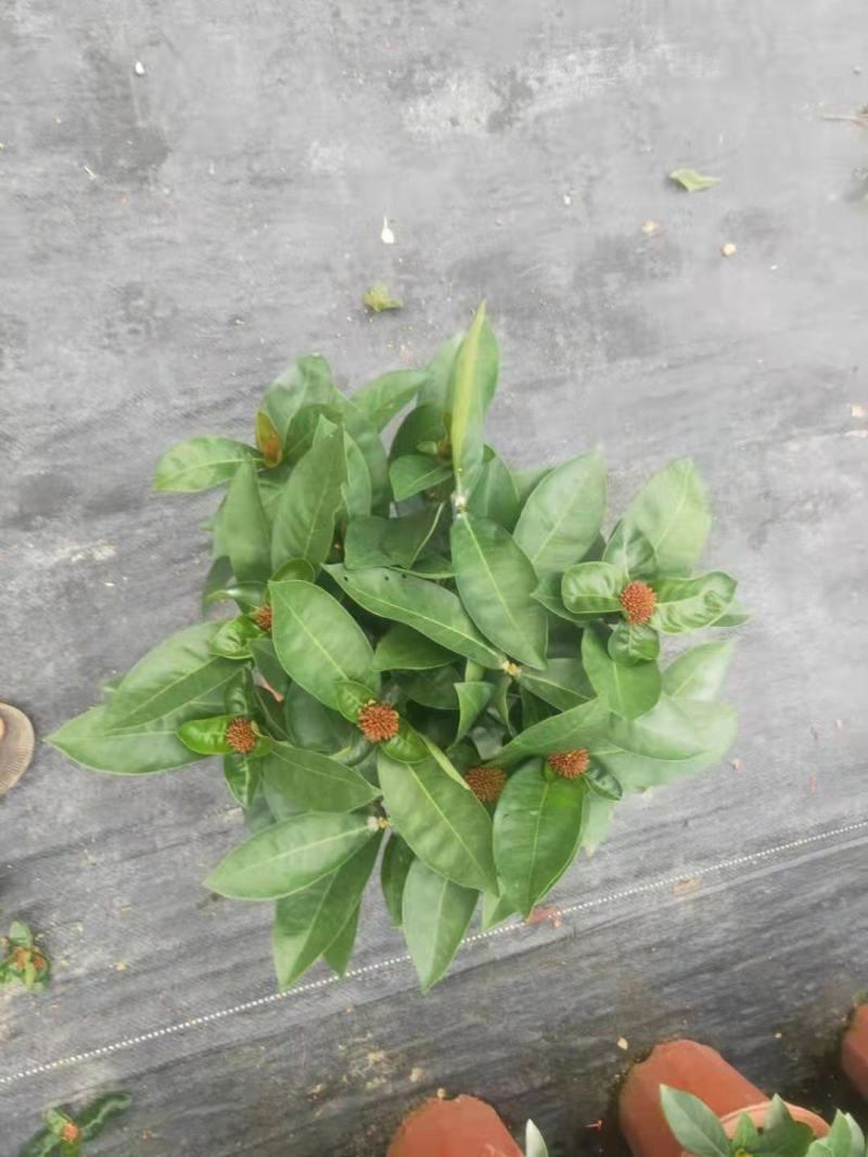 双色龙船花盆栽仙丹花百日红山丹英丹花大叶龙船花
