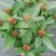 双色龙船花盆栽仙丹花百日红山丹英丹花大叶龙船花