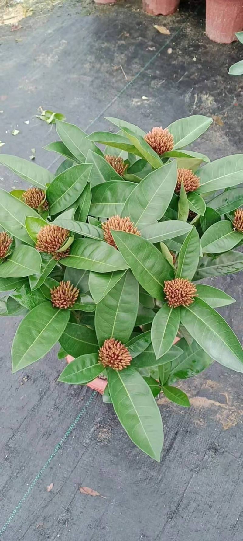 双色龙船花盆栽仙丹花百日红山丹英丹花大叶龙船花