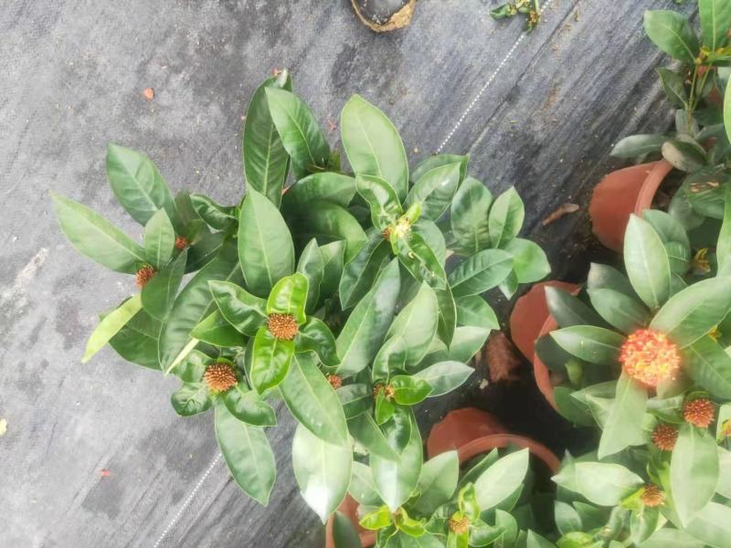 双色龙船花盆栽仙丹花百日红山丹英丹花大叶龙船花