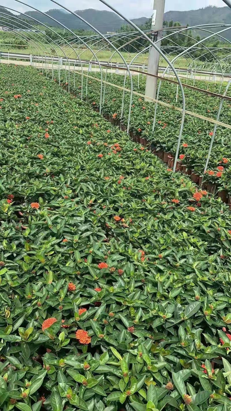 双色龙船花盆栽仙丹花百日红山丹英丹花大叶龙船花