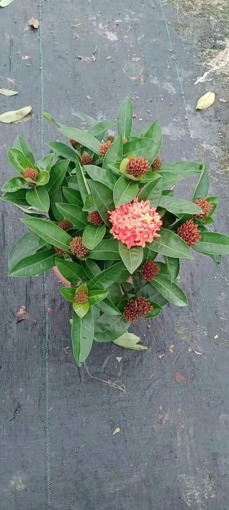 双色龙船花盆栽仙丹花百日红山丹英丹花大叶龙船花