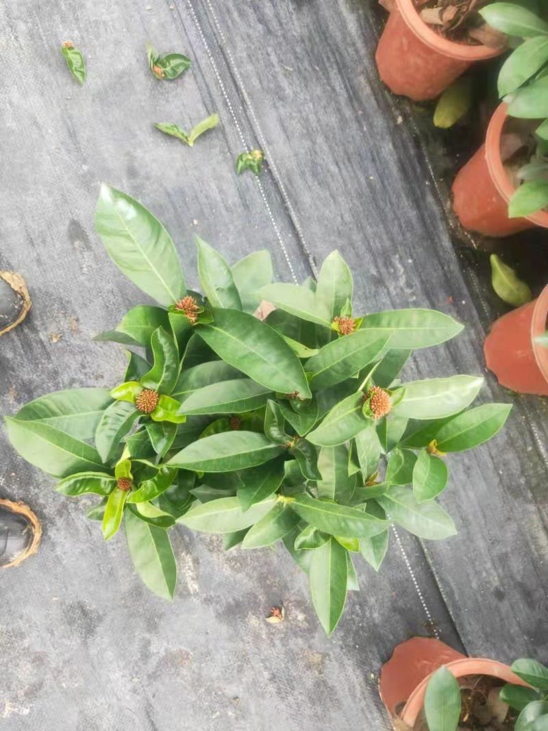 双色龙船花盆栽仙丹花百日红山丹英丹花大叶龙船花