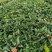 双色龙船花盆栽仙丹花百日红山丹英丹花大叶龙船花