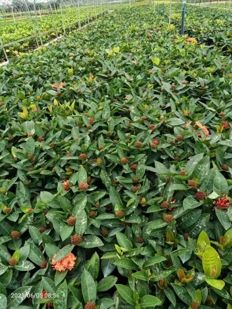 双色龙船花盆栽仙丹花百日红山丹英丹花大叶龙船花