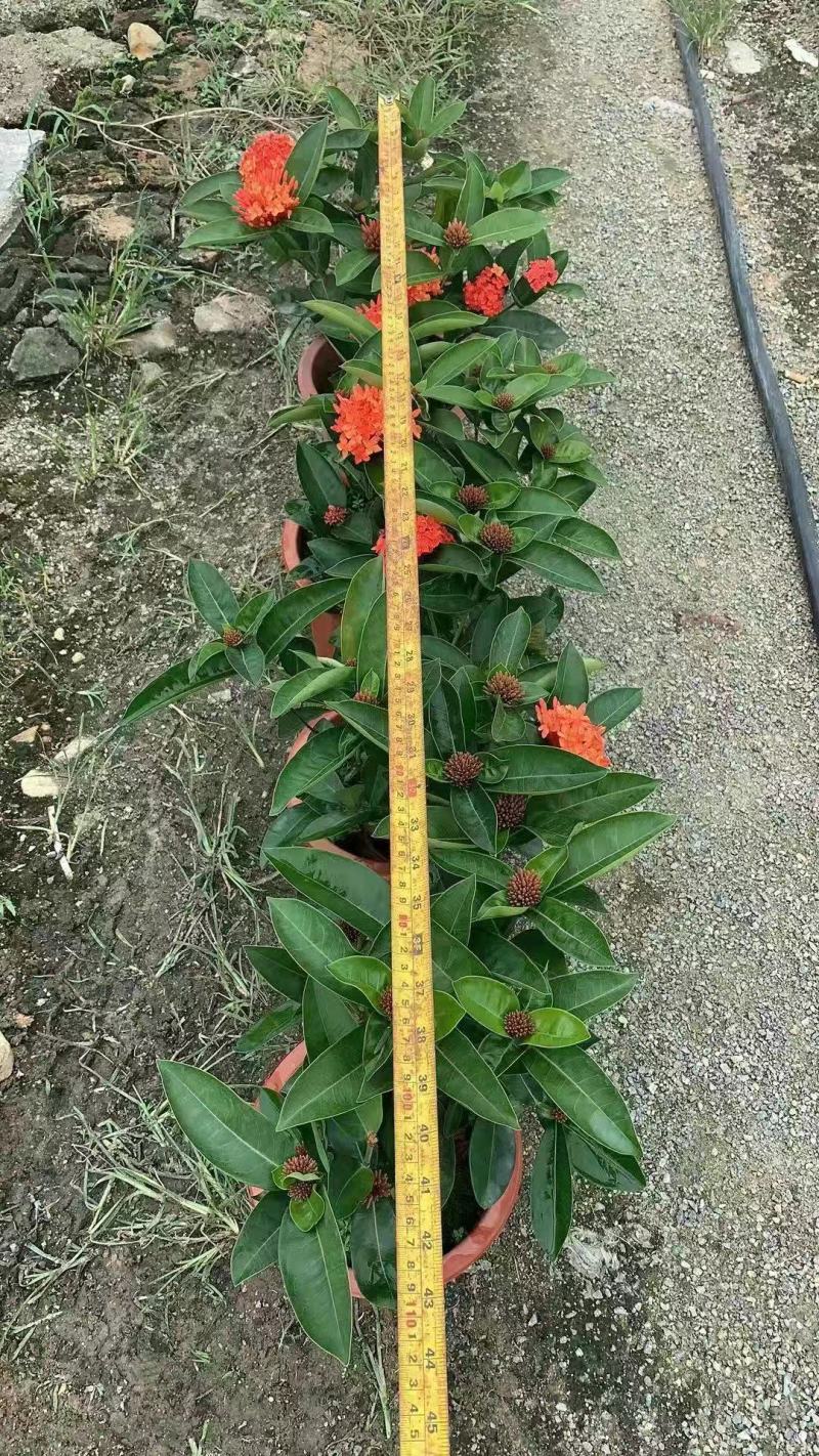 双色龙船花盆栽仙丹花百日红山丹英丹花大叶龙船花