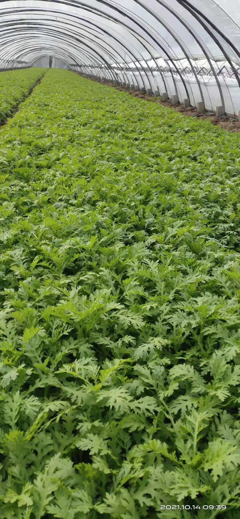 【产地直发】山东精品茼蒿大量上市商超品质全国发货