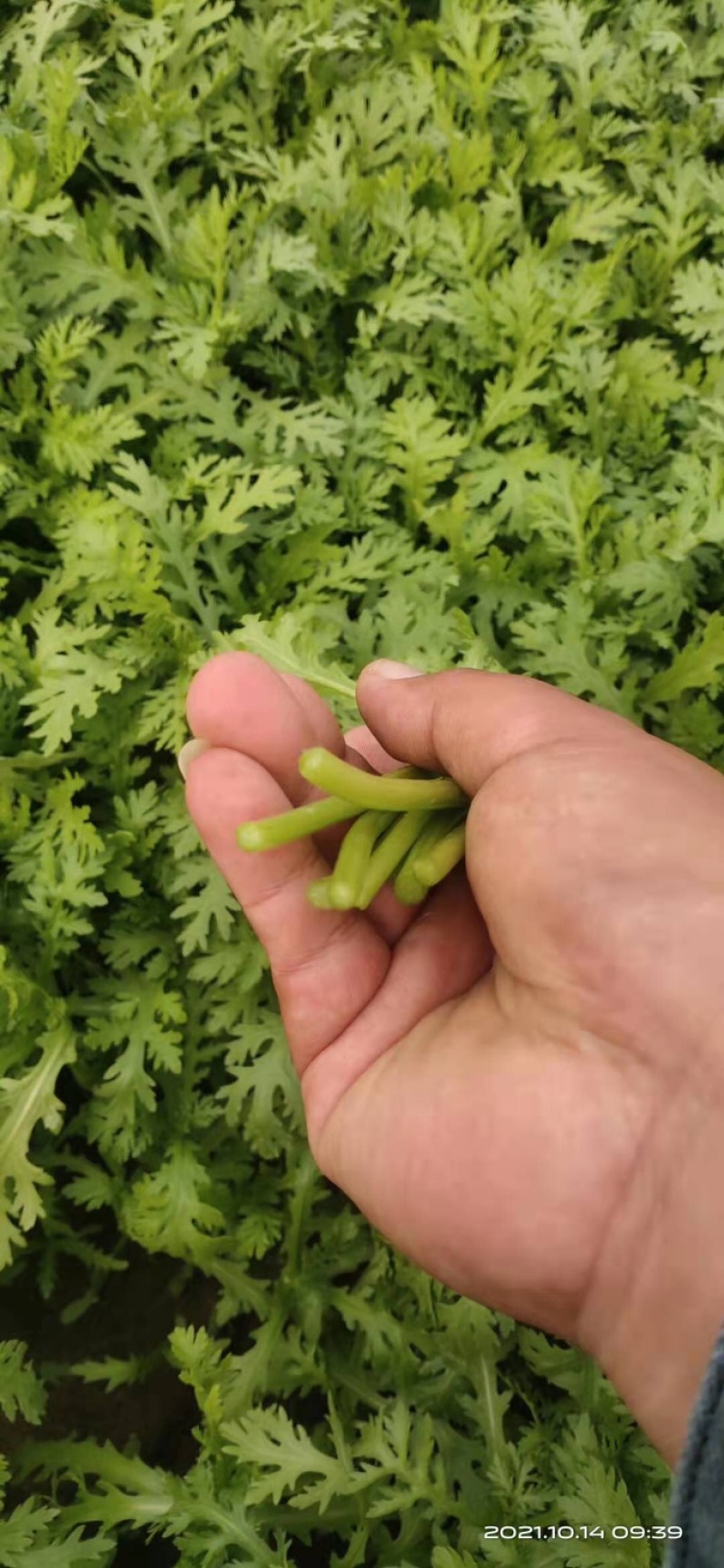 【产地直发】山东精品茼蒿大量上市商超品质全国发货