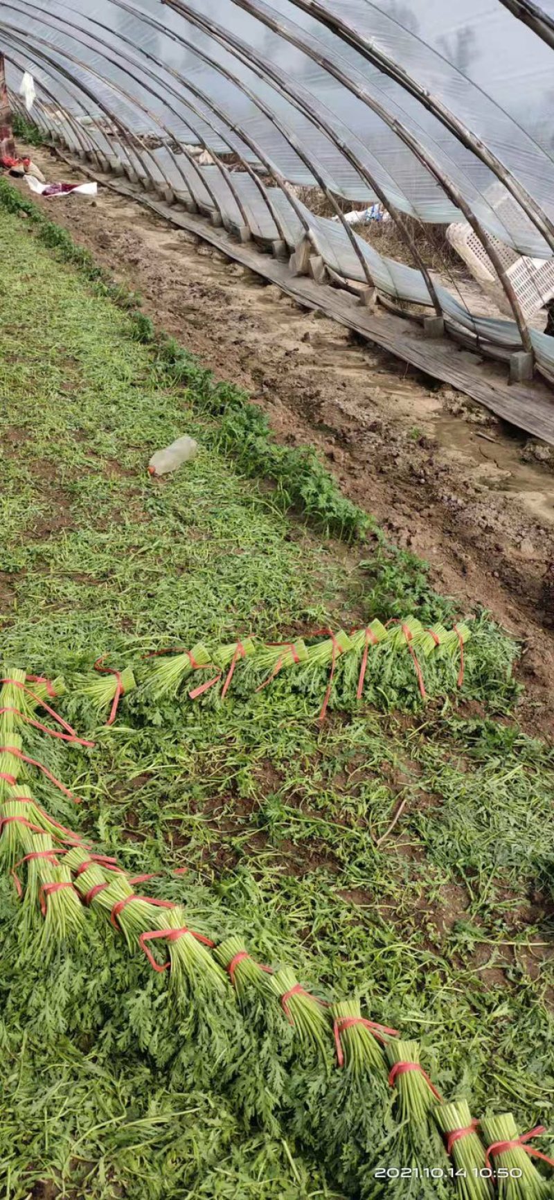 【产地直发】山东精品茼蒿大量上市商超品质全国发货