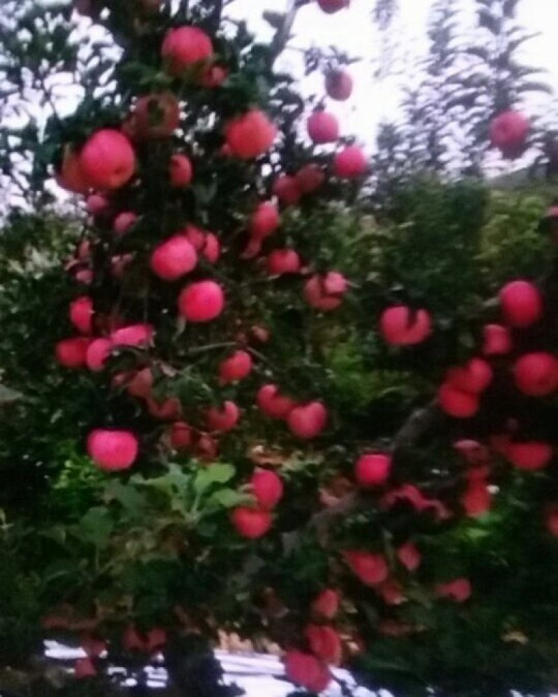 山坡的红富士苹果特别甜