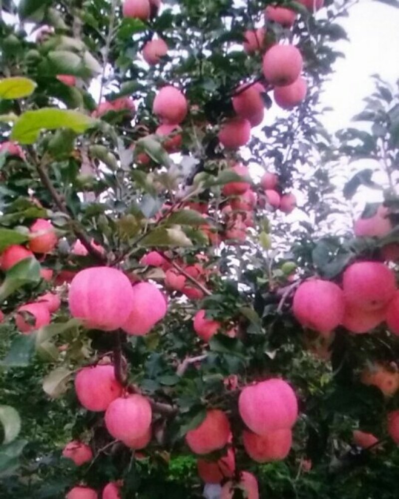 山坡的红富士苹果特别甜