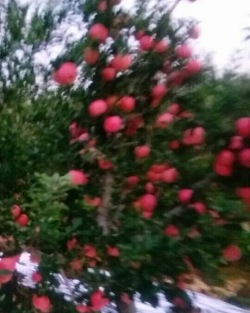 山坡的红富士苹果特别甜