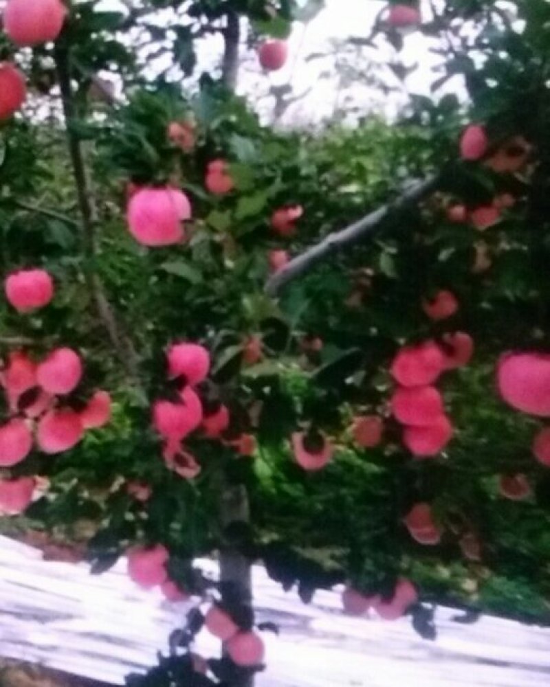 山坡的红富士苹果特别甜
