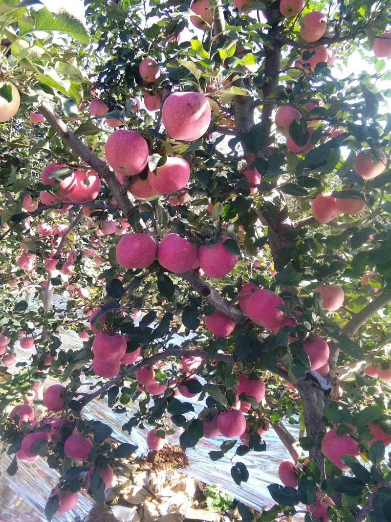 山坡的红富士苹果特别甜