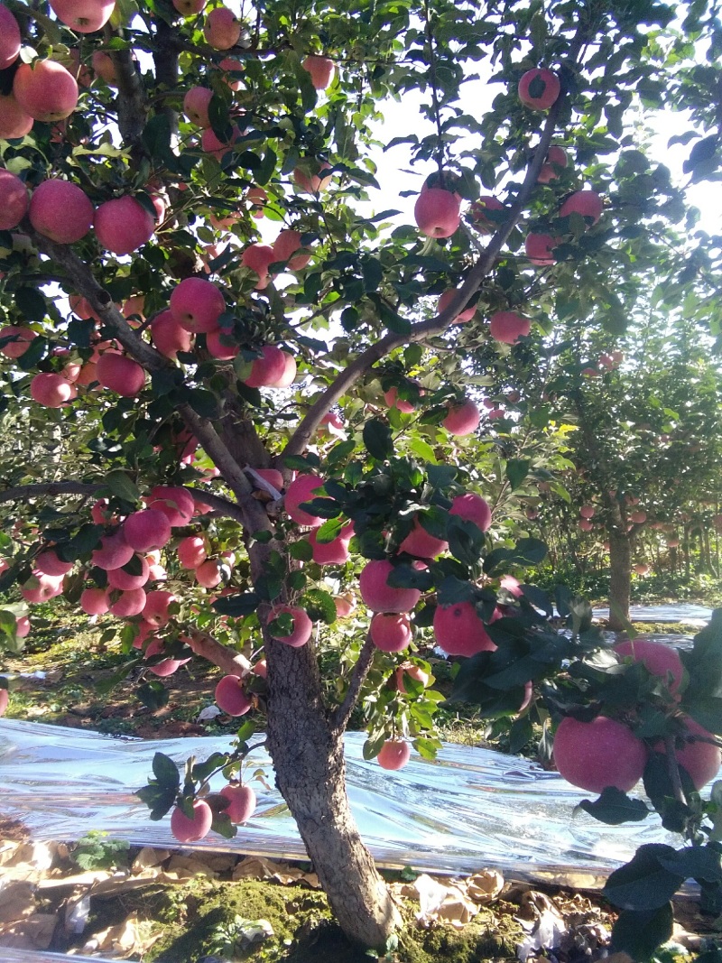 山坡的红富士苹果特别甜