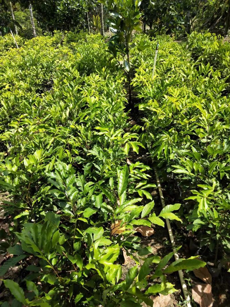 红毛丹七号苗