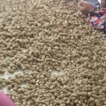 精品小白沙干货