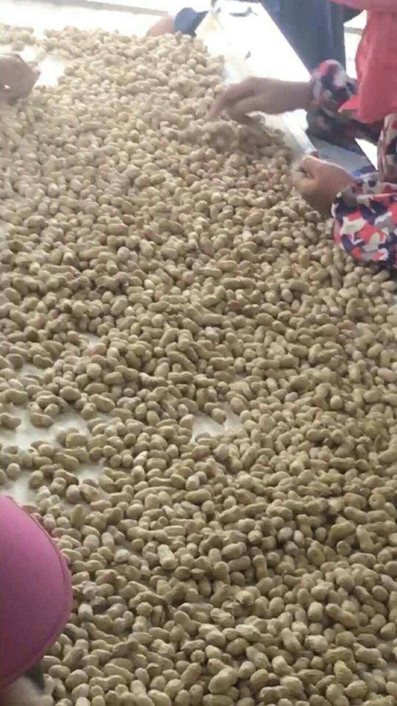 精品小白沙干货