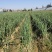 大葱