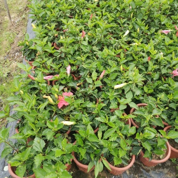 大红花单瓣扶桑花苗带花苞发货四季开花户外工程绿植木槿花