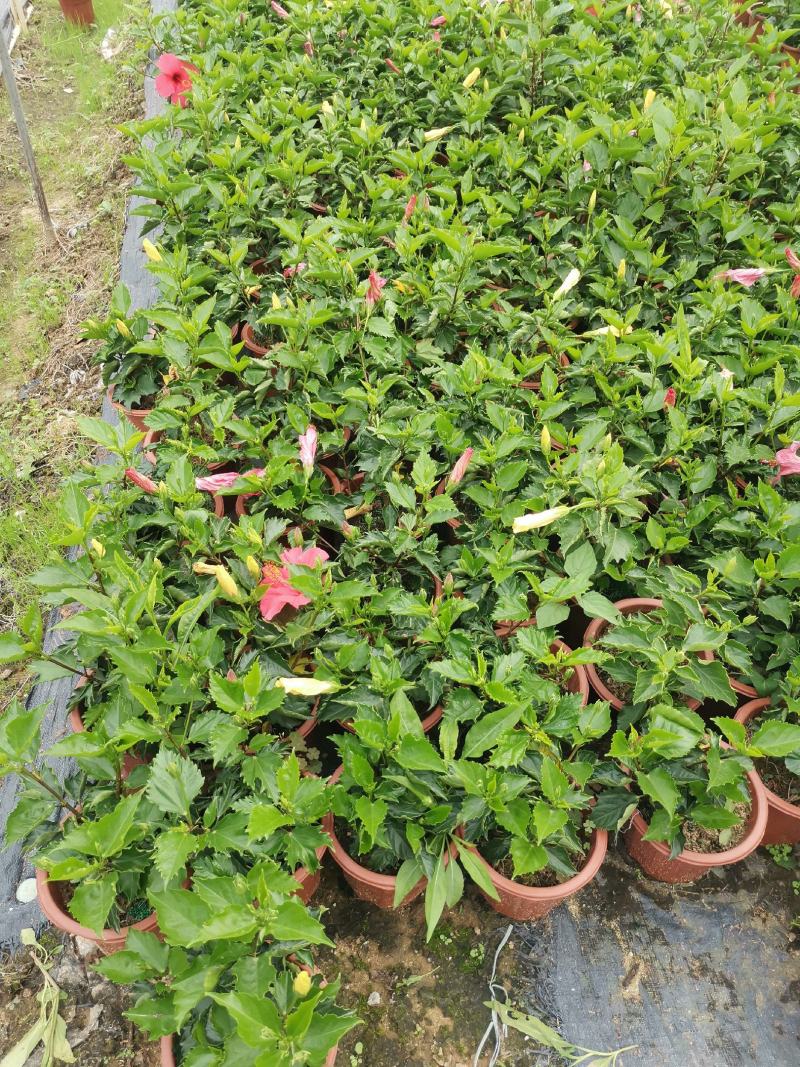 大红花单瓣扶桑花苗带花苞发货四季开花户外工程绿植木槿花