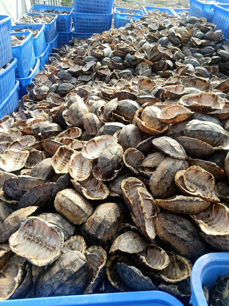 中华草龟肉，自家厂家生产，每天现货。新鲜速冻，量大价优
