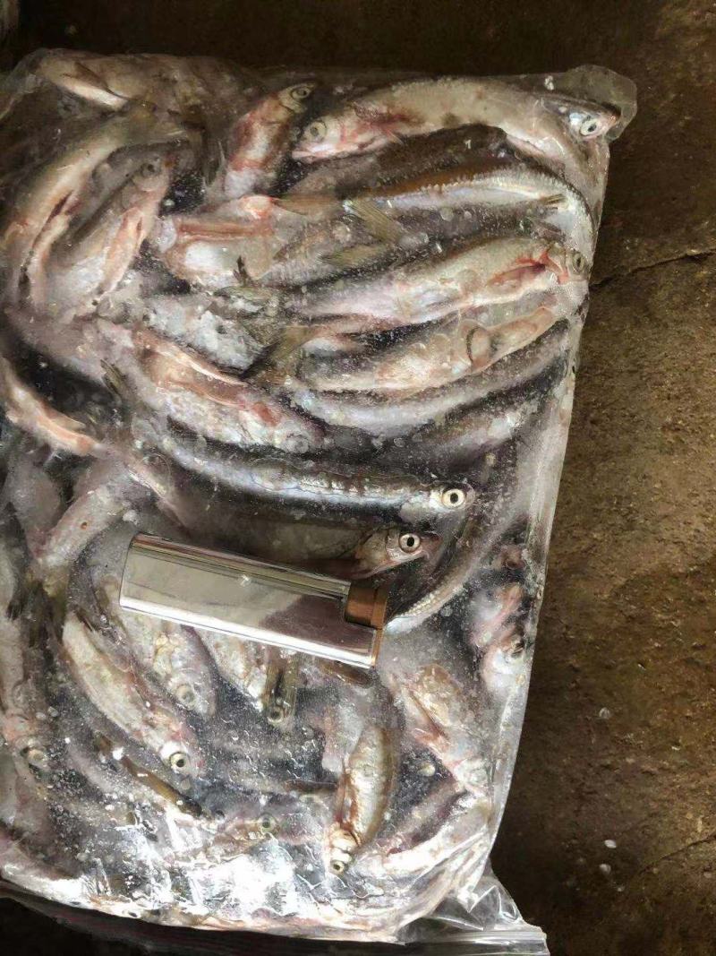 大量出售白条鱼