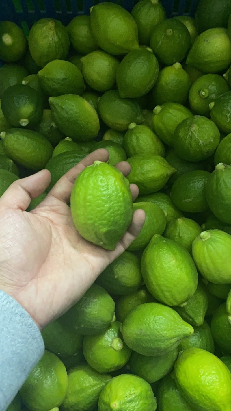 广东香水柠檬
