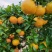 湖北特早无核蜜橘/蜜桔上市皮薄多汁产地一手货源