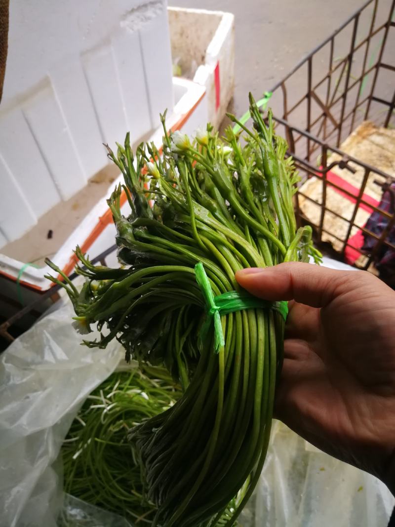云南海菜花诚信经营产地直发品质保证欢迎老板下单