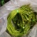 云南海菜花诚信经营产地直发品质保证欢迎老板下单