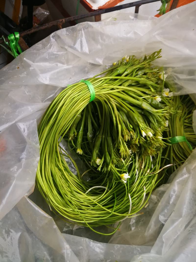 云南海菜花诚信经营产地直发品质保证欢迎老板下单